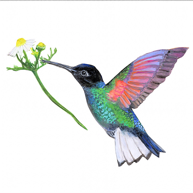 Hummingbird Card Pack of Eight