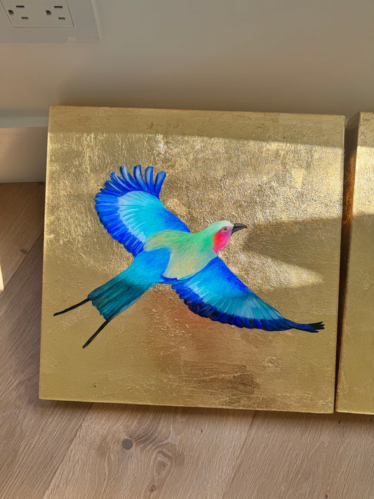 Lilac Breasted Roller Gliding in Flight