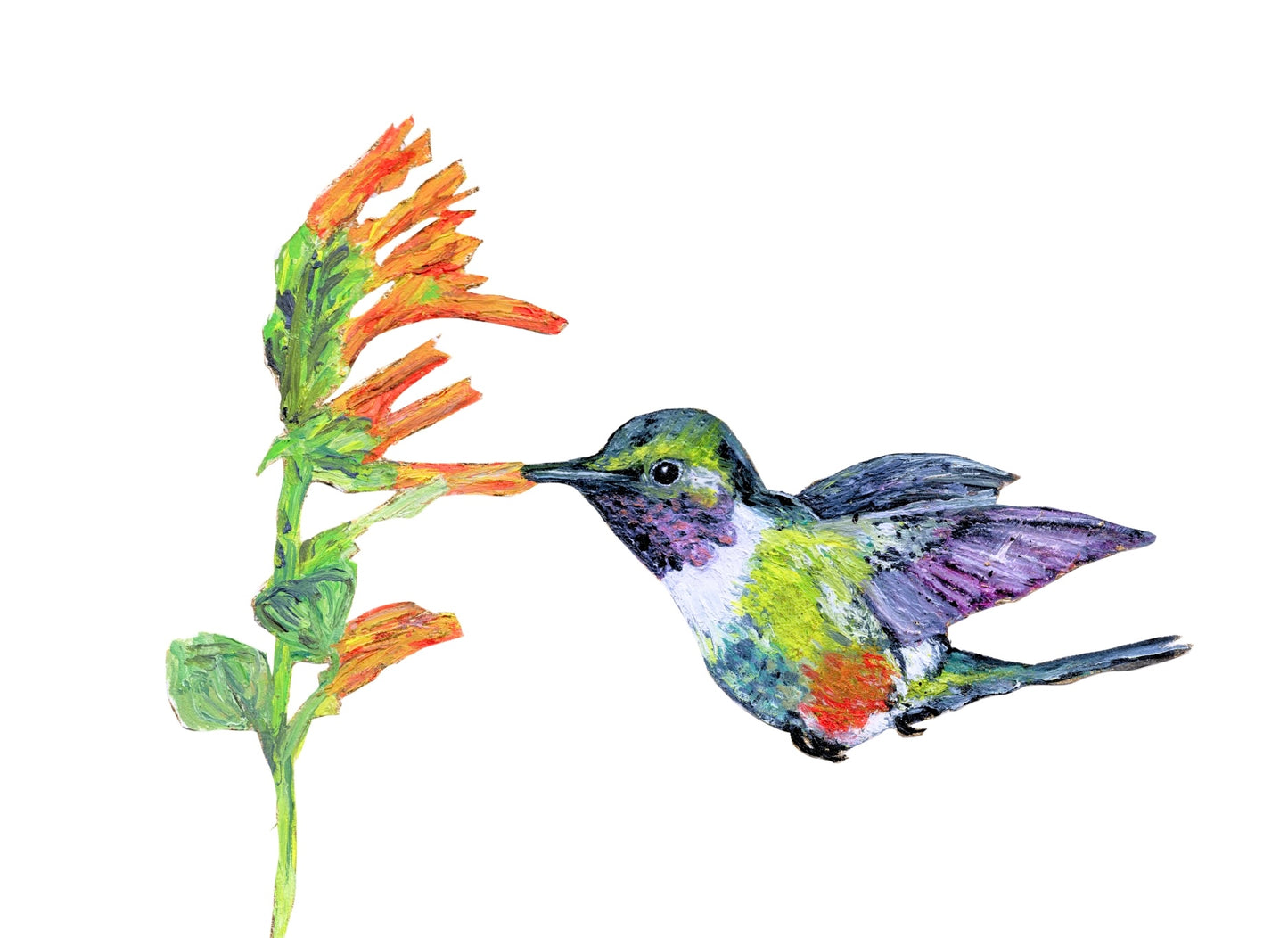 Hummingbird Card Pack of Six