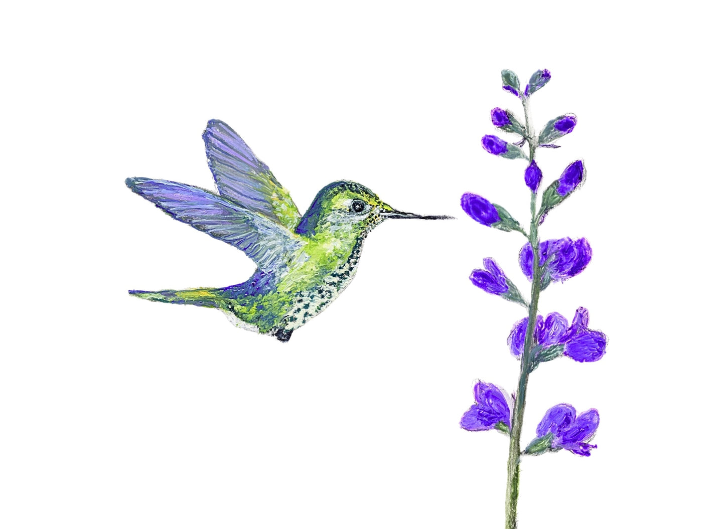 Hummingbird Card Pack of Six