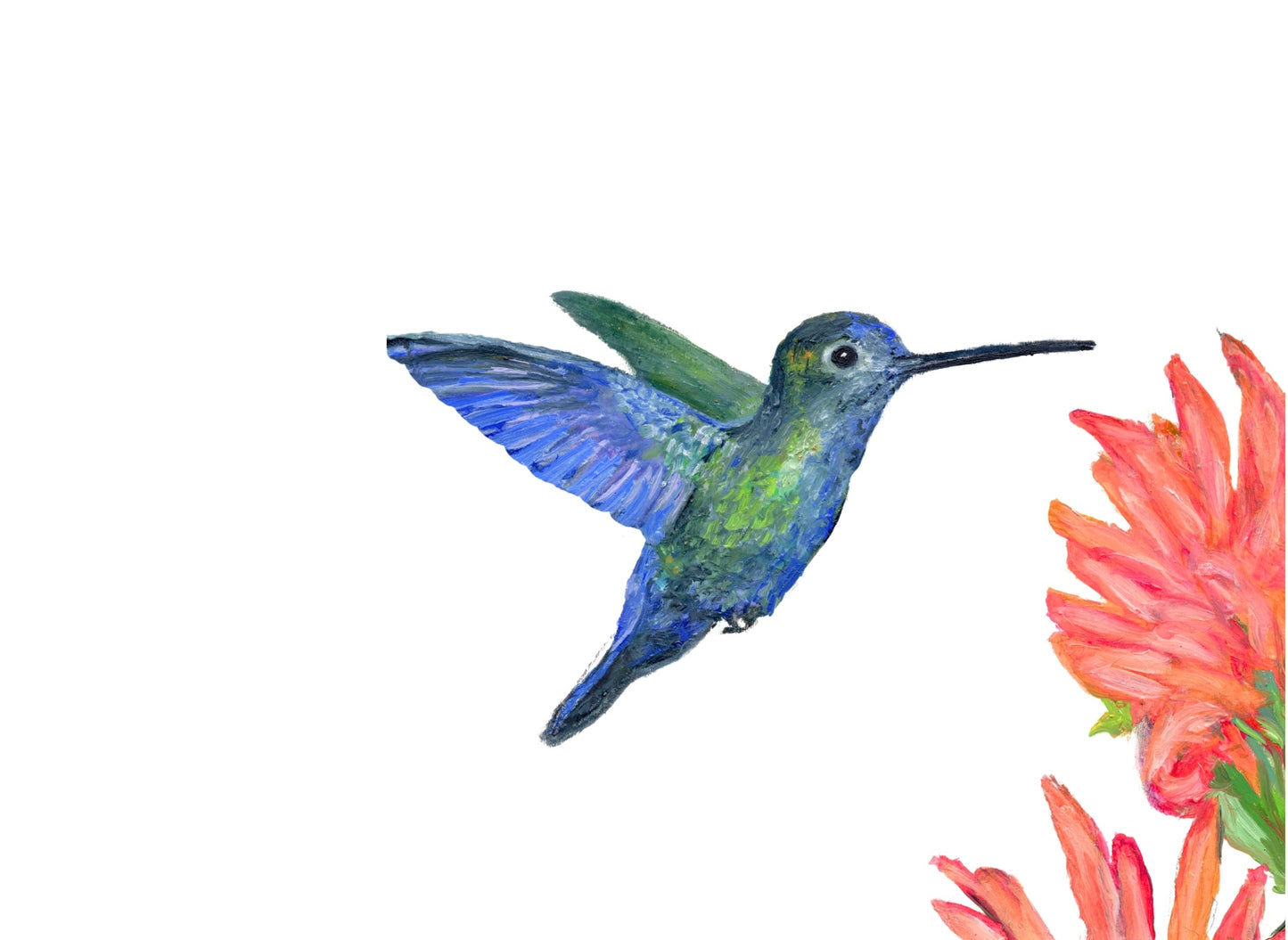 Hummingbird Card Pack of Six