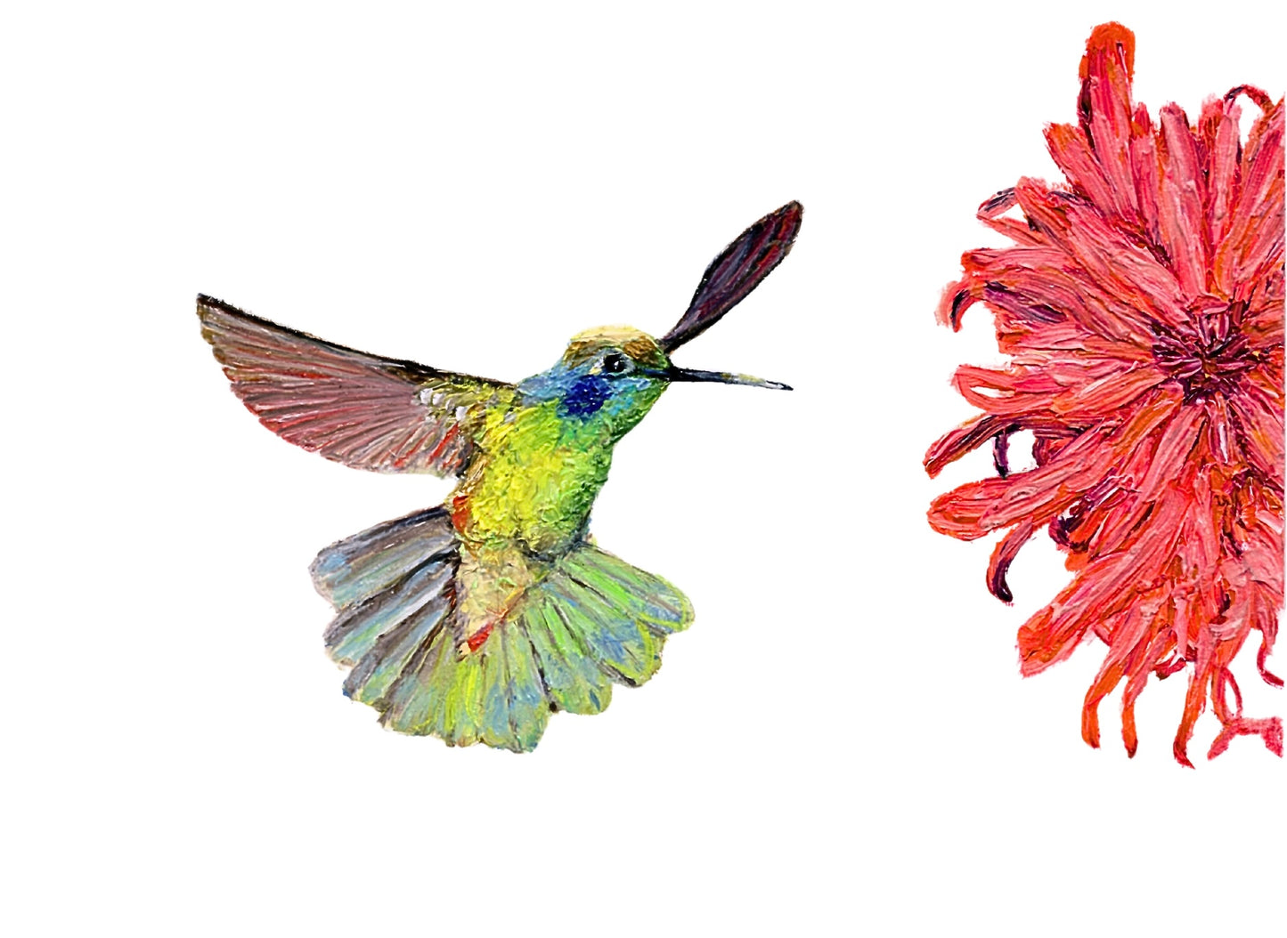 Hummingbird Card Pack of Eight