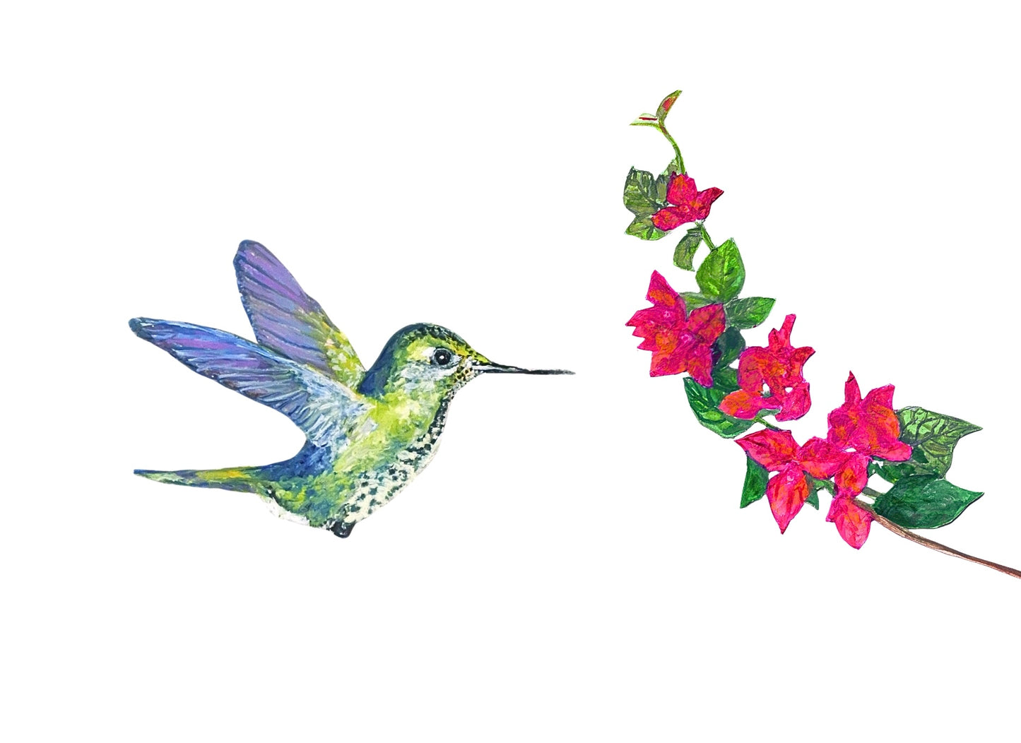 Hummingbird Card Pack of Eight