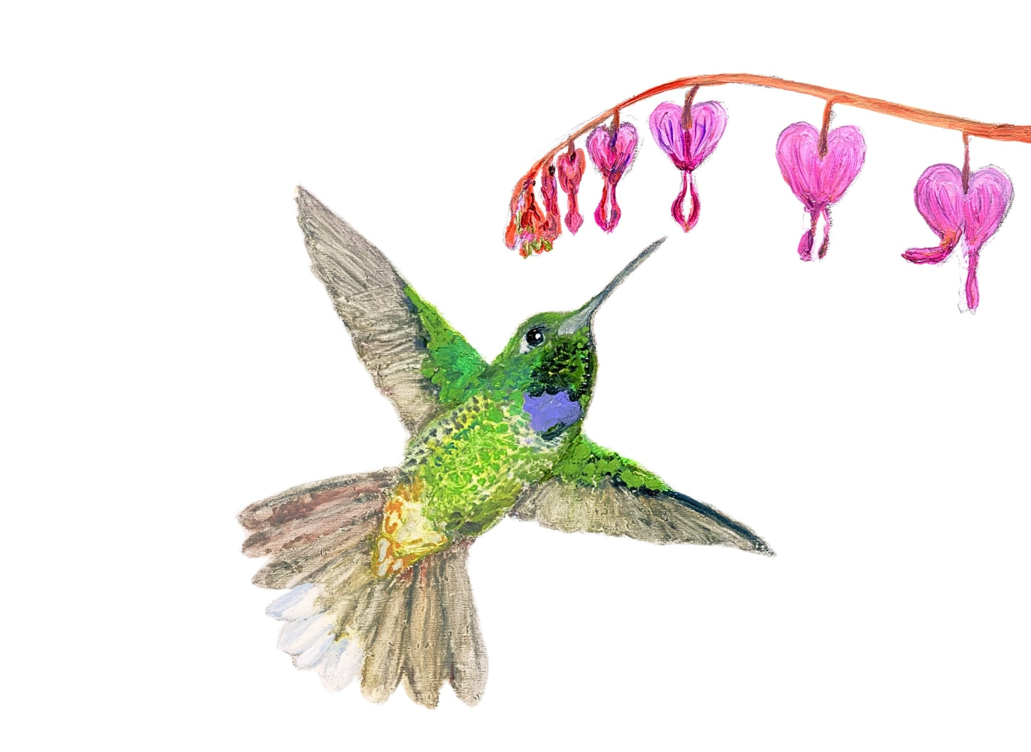 Hummingbird Card Pack of Six