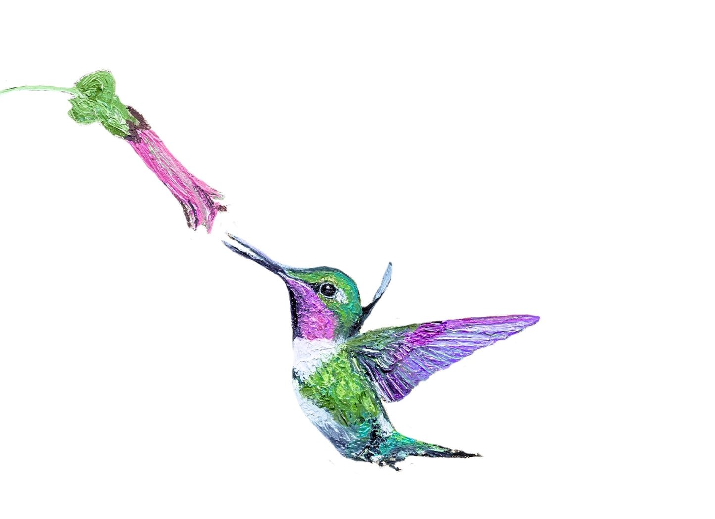 Hummingbird Card Pack of Eight