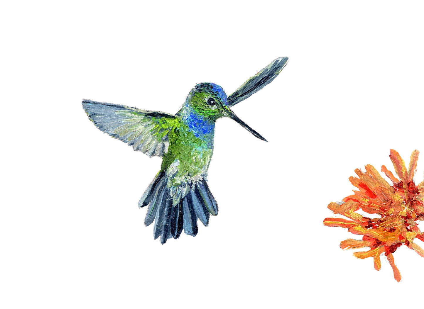 Hummingbird Card Pack of Eight