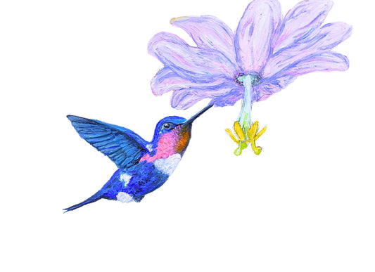 Hummingbird Card Pack of Six