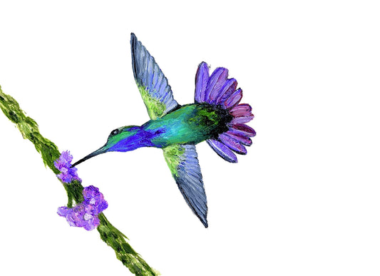 Hummingbird Card Pack of Eight