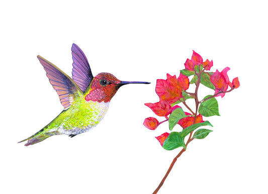 Hummingbird Card Pack of Eight