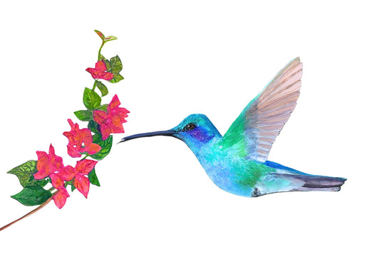 Hummingbird Card Pack of Six